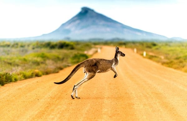 Kangourou sautant sur une route en Australie, symbole d’un nouveau départ pour les expatriés