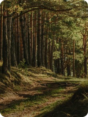 Forêt verte baignée de lumière, engagement durable de Grospiron